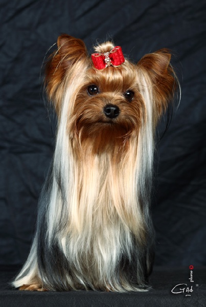 Falling-in-love of Monroe For Ever