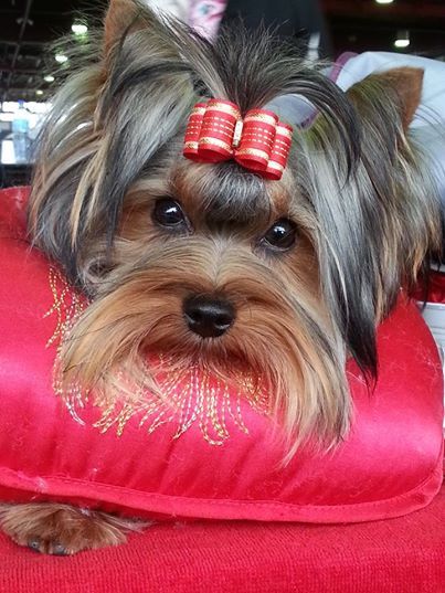 Isidore easy of Monroe For Ever