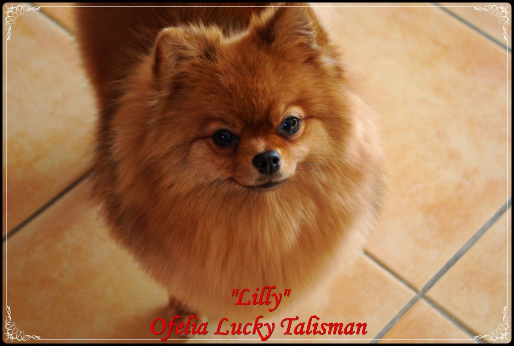 Ofelia lilly lucky talisman
